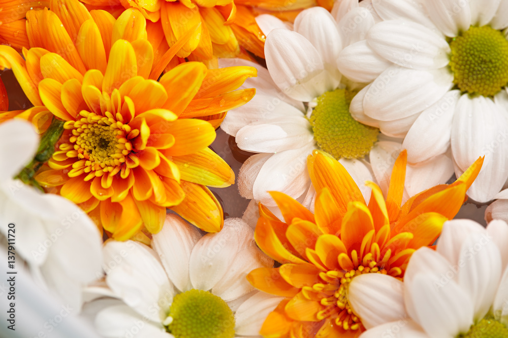 White and Orange Flowers Pattern White and Orange Flowers Pattern