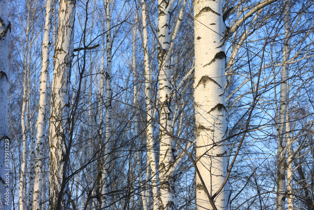Birch trees in bright sunshine / trunks of birch trees in birch-wood Birch trees in bright sunshine / trunks of birch trees in birch-wood