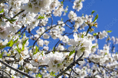 closeup of the branch of an almond tree in full bloom