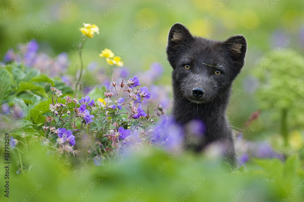Arctic fox (Alopex lagopus) in wild flower meadow, dark summer phase, Hornstrandir, Iceland, July 2008 Arctic fox (Alopex lagopus) in wild flower meadow, dark summer phase, Hornstrandir, Iceland, July 2008