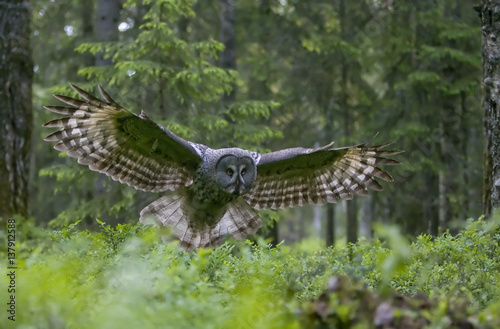 Female Great grey owl (Strix nebulosa) in flight in boreal forest, Finland, June 2008