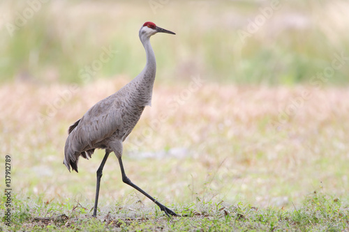 Sandhill Crane  Grus canadensis  standing in grassland  Kissimmee  Florida  USA