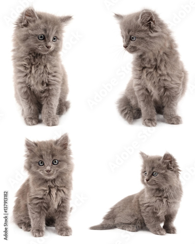 Fototapeta Naklejka Na Ścianę i Meble -  gray kitten