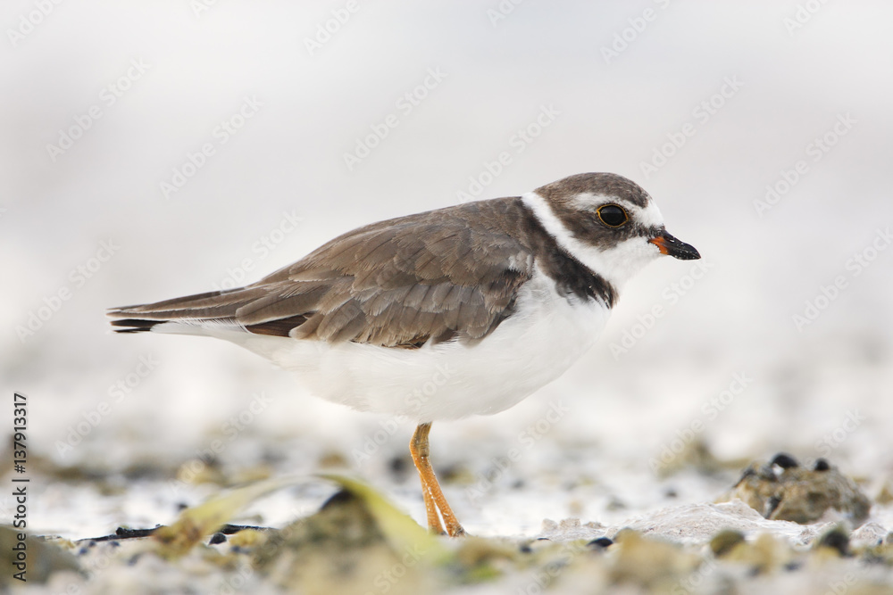 Semipalmated plover (Charadrius semipalmatus) on the beach, Curry Hammock State Park, Florida, USA Semipalmated plover (Charadrius semipalmatus) on the beach, Curry Hammock State Park, Florida, USA