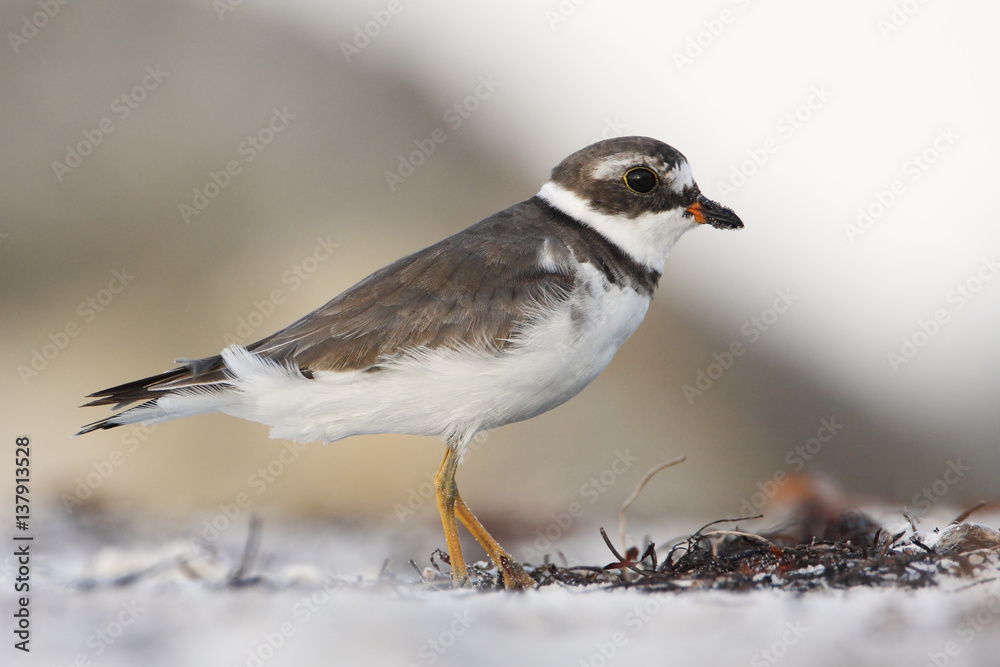 Semipalmated plover (Charadrius semipalmatus) on the beach, Curry Hammock State Park, Florida, USA Semipalmated plover (Charadrius semipalmatus) on the beach, Curry Hammock State Park, Florida, USA