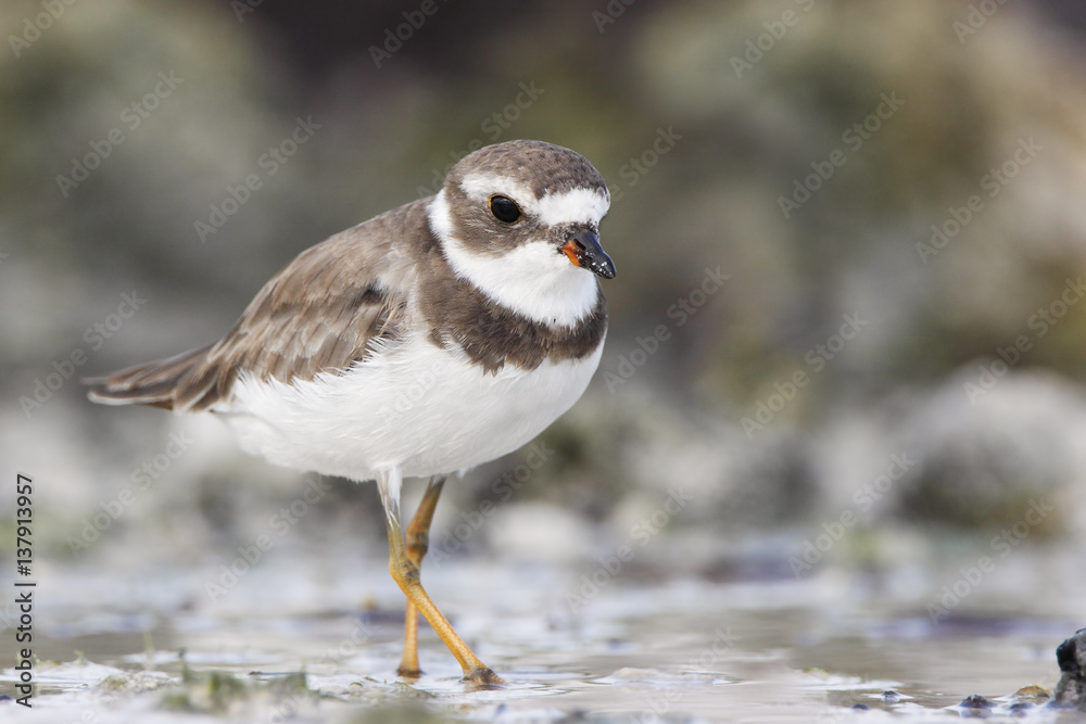 Obraz premium Semipalmated plover (Charadrius semipalmatus) on the beach, Curry Hammock State Park, Florida, USA