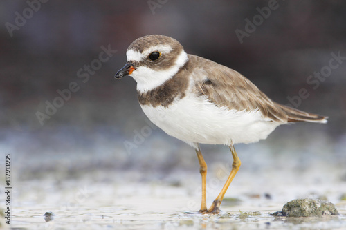 Semipalmated plover (Charadrius semipalmatus) on the beach, Curry Hammock State Park, Florida, USA photo