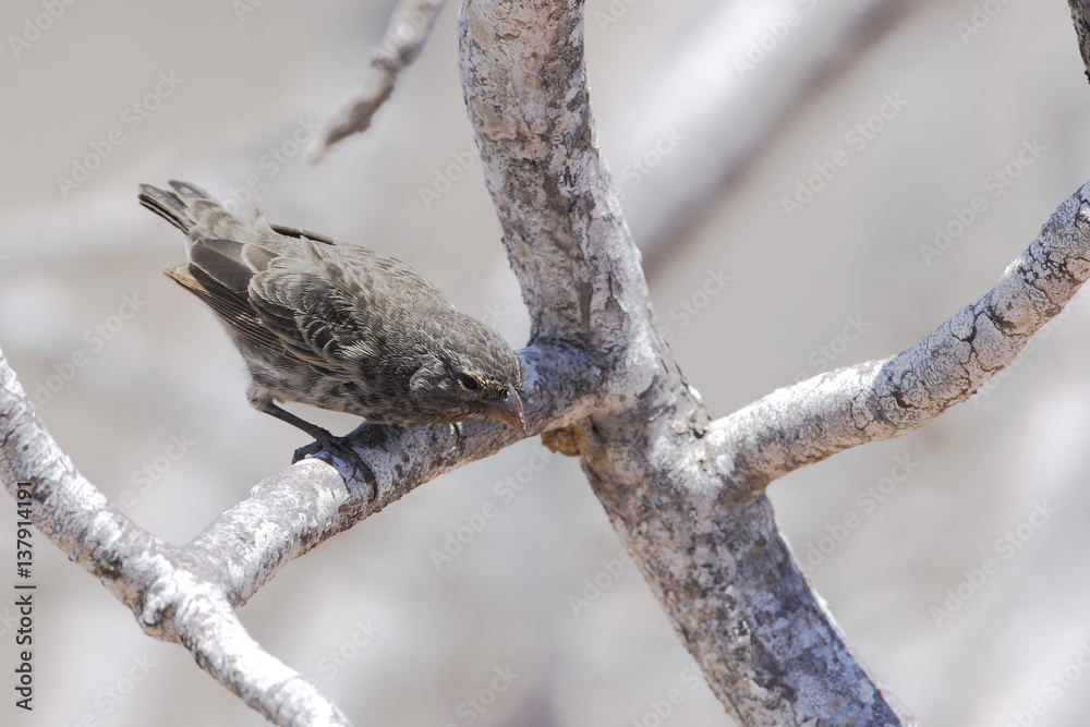 Small ground finch (Geospiza fuliginosa) on branch, North Seymour, Galapagos Islands Small ground finch (Geospiza fuliginosa) on branch, North Seymour, Galapagos Islands