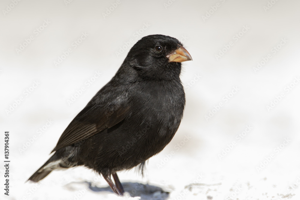 Small ground finch (Geospiza fuliginosa) on sandy beach, Tortuga Bay, Santa Cruz, Galapagos Islands