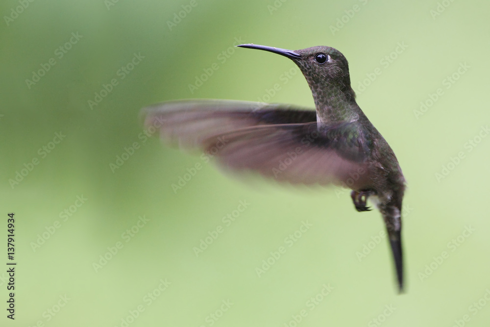Obraz premium Sombre Hummingbird (Aphantochroa cirrochloris) flying against clean background, Itanhaem, Brazil