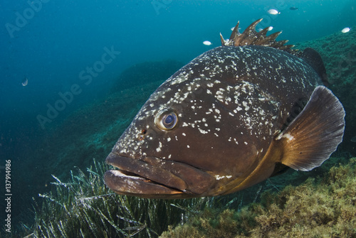 Dusky Grouper (Epinephelus marginatus) by seagrass, Endangered, Cala di Grecu, Lavezzi Islands, Corsica, September 2008 
WWE Mission: Lavezzi Island Reserve, Corsica photo