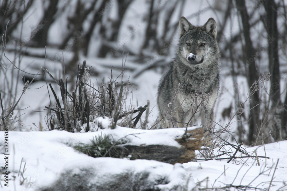 Portrait of a wild Carpathian Grey Wolf (Canis lupus lupus) in snow-bound woodland habitat. Bieszczady, Carpathian Mountains, Poland, December. Portrait of a wild Carpathian Grey Wolf (Canis lupus lupus) in snow-bound woodland habitat. Bieszczady, Carpathian Mountains, Poland, December.