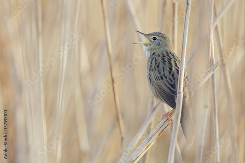 Common grasshopper warbler (Locustella naevia) singing in reed, Netherlands photo