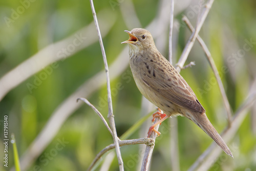 Obraz na plátně Common grasshopper warbler (Locustella naevia) singing in reed, Netherlands