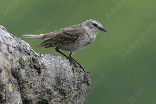 Water Pipit (Anthus spinoletta) perching on a rock. Bieszczady, Carpathian Mountains, Poland, May. photo