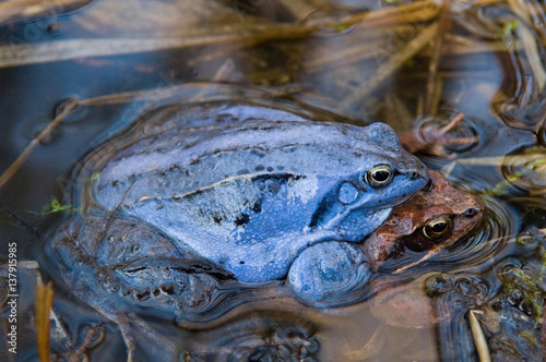 Moorfrosch, rana arvalis, blaue Laichfärbung der Männchen photo