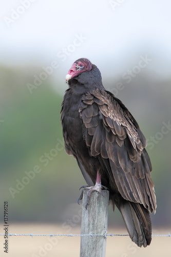 Turkey Vulture (Cathartes aura) on fence post, Florida, USA