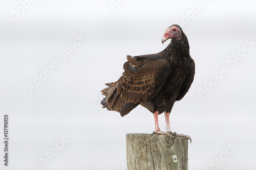 Turkey Vulture (Cathartes aura) on fence post, Florida, USA