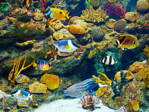 Colorful and vibrant aquarium life