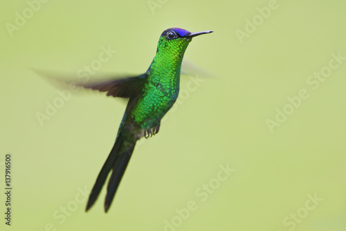 Violet-capped woodnymph (Thalurania glaucopis) flying in mid-air, Itanhaem, Brazil photo