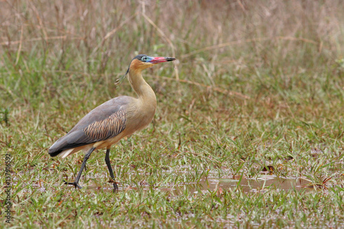 Whistling Heron (Syrigma sibilatrix), Parque Nacional de Brasilia, Brasilia, Brazil  photo