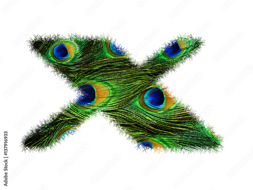 Obraz premium High resolution upper case letter X made of peacock feathers alphabet isolated on white background