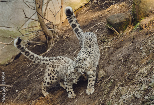 Schneeleopard im Neunkircher Zoo