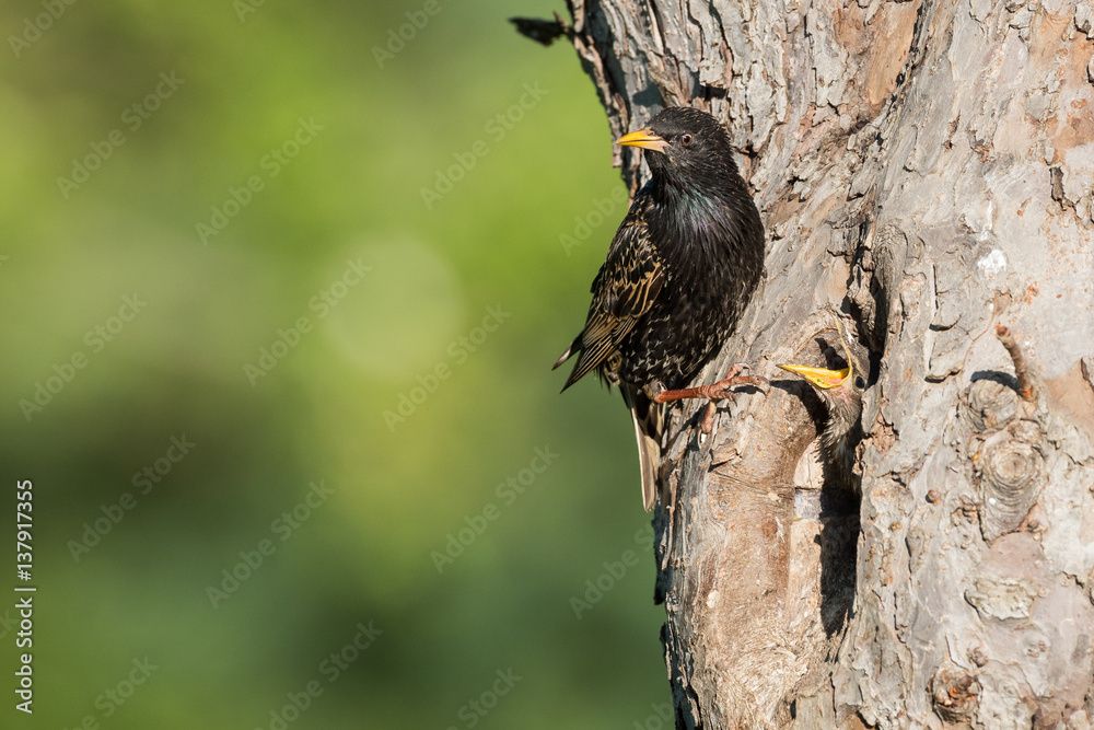 Fütternder Star mit einem Jungvogel in einem alten Kirschbaum Fütternder Star mit einem Jungvogel in einem alten Kirschbaum