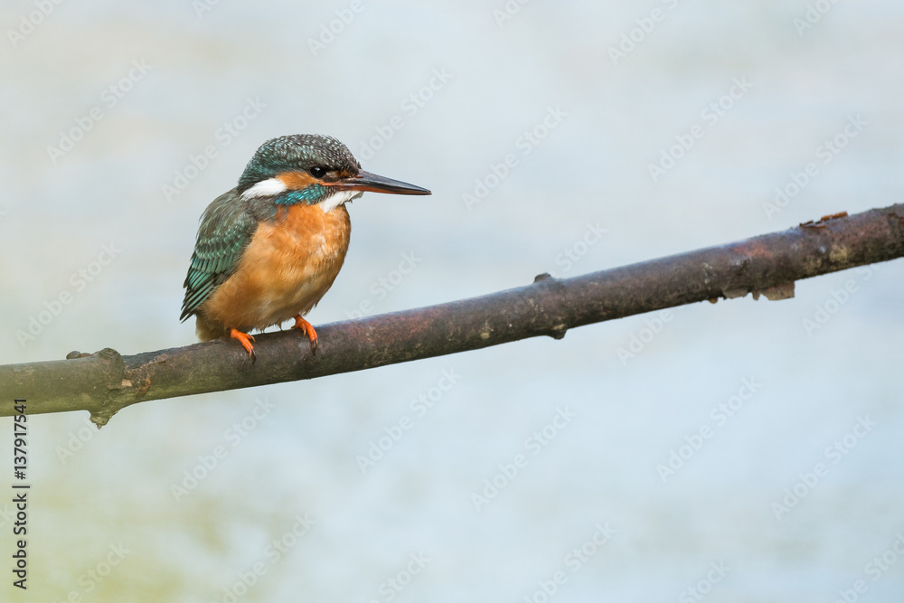 Eisvogel auf einem Ast Eisvogel auf einem Ast