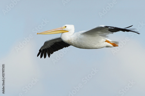 American white pelican (Pelecanus erythrorhynchos) flying, Bolivar Peninsula, Texas, USA