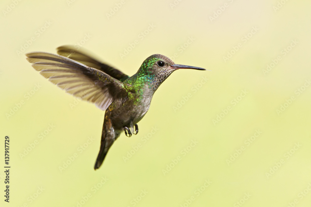 Naklejka premium White-chinned sapphire (Hylocharis cyanus) flying in mid-air, Itanhaem, Brazil
