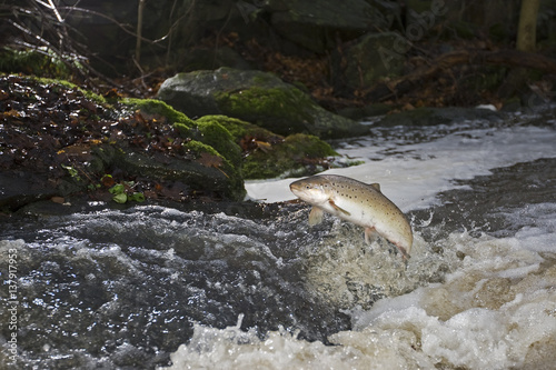 Sea trout (Salmo trutta) jumping out of water migrating upstream, Vester Herred, Bornholm, Denmark, November 2009 photo