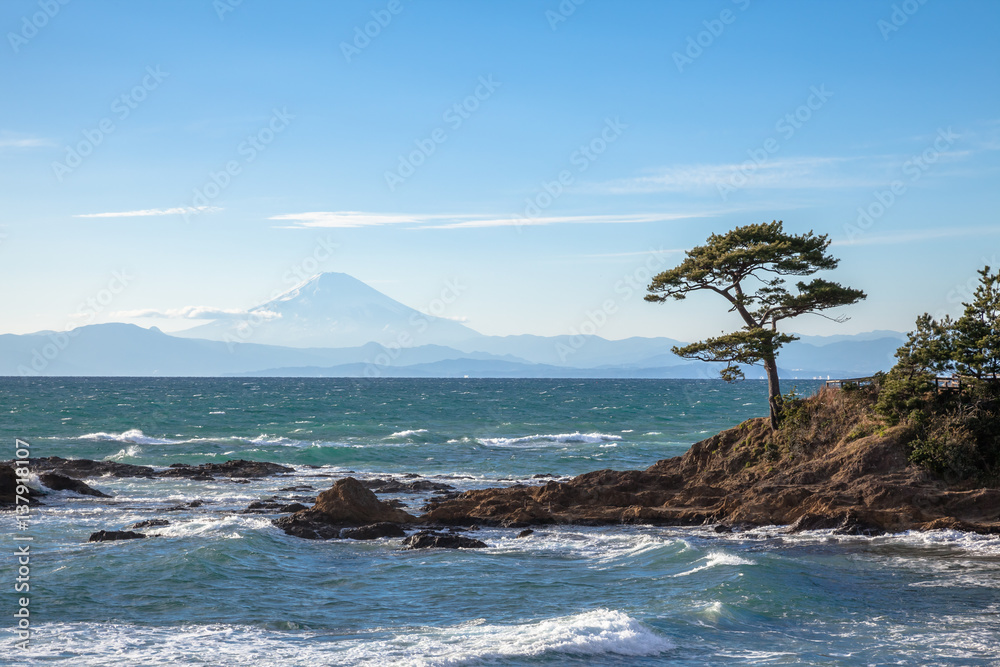 Obraz premium 富士山と松の木
