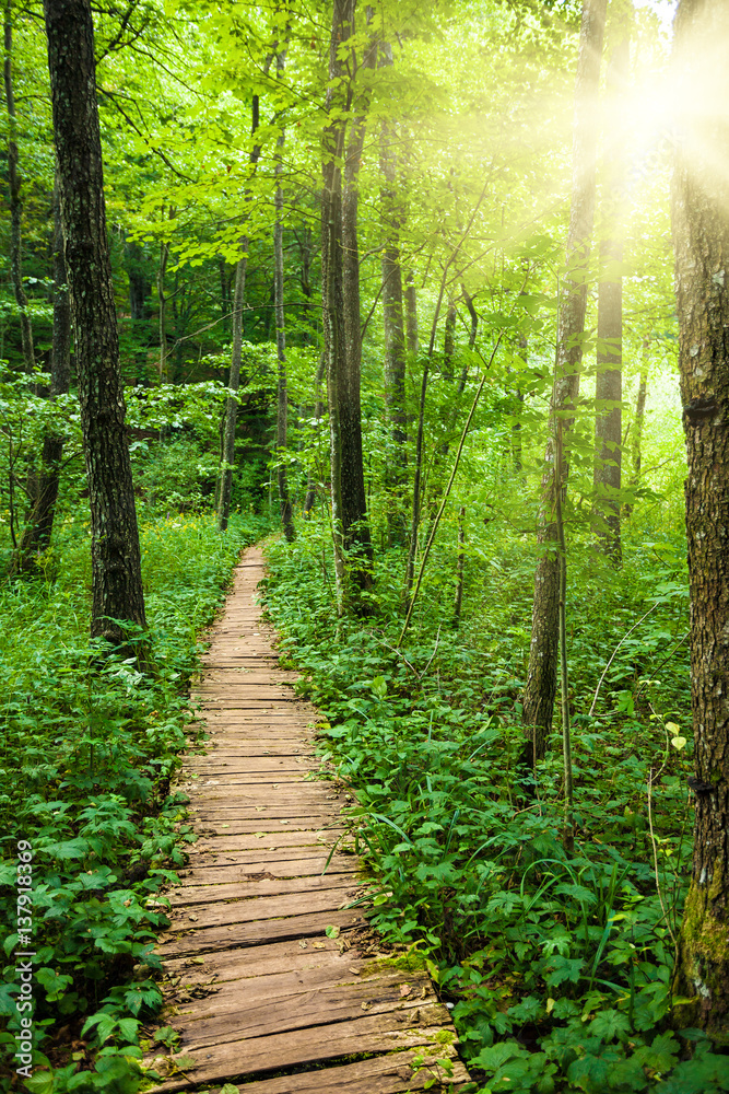 Obraz premium Wooden Walkway in Plitvice Lake National Park, Croatia