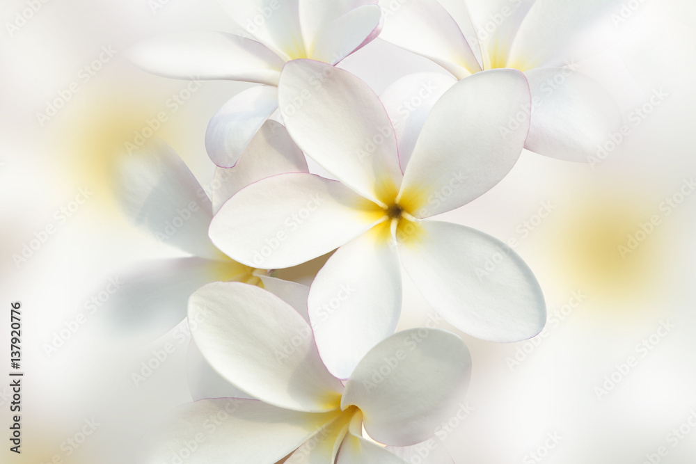 White plumeria flower background