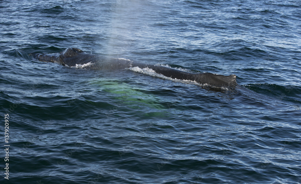 Humpback whale in the Atlantic ocean Humpback whale in the Atlantic ocean