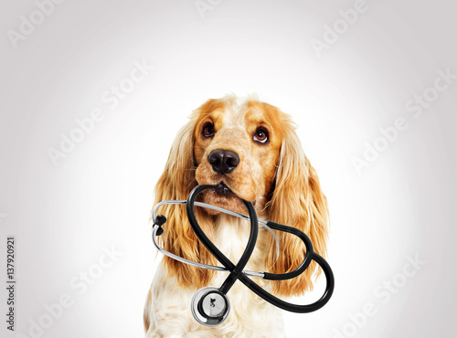 portrait vet dog spaniel on a gray background photo