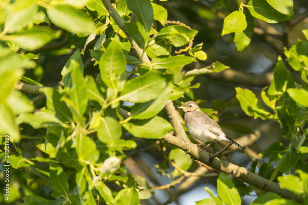 new white wagtail at sunrise