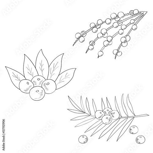 Acai berry branch, leaves superfood hand drawn sketch illustration. 