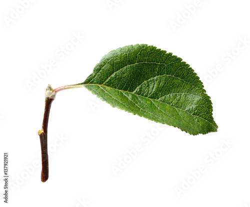 Apple leaf isolated on the white background