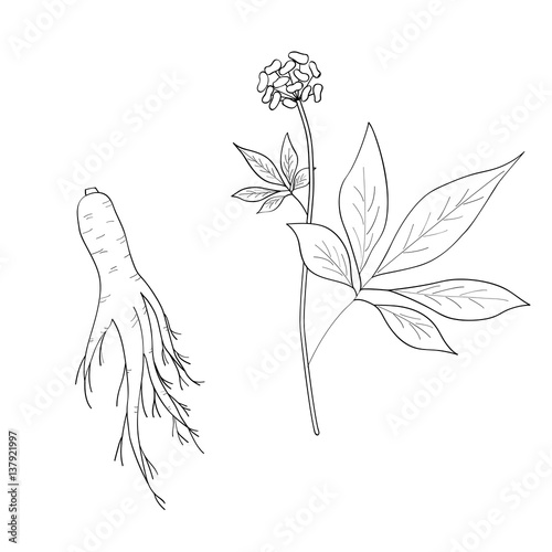 Root and leaves panax ginseng, sketch style. Hand draw vintage illustration of medicinal plants. For traditional medicine, gardening. Biological additives are. 