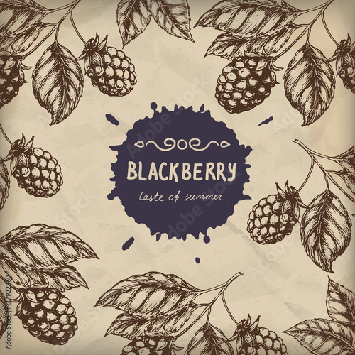 Blackberry Raspberry design template. Blackberry Raspberry branch engraving illustration. Vector illustration