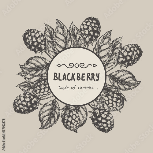 Blackberry Raspberry design template. Blackberry Raspberry branch engraving illustration. Vector illustration