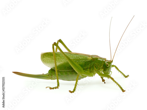 Green grasshopper isolated on the white background
