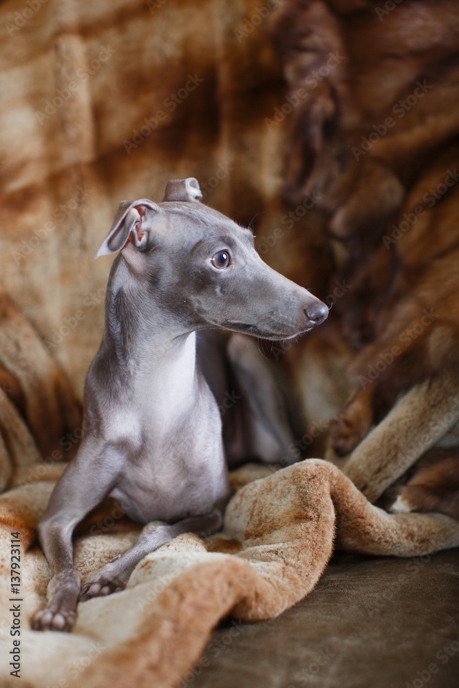 Italian greyhound dog lying on the couch