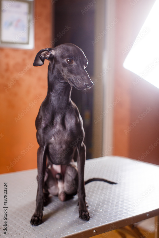Italian greyhound dog lying on the couch