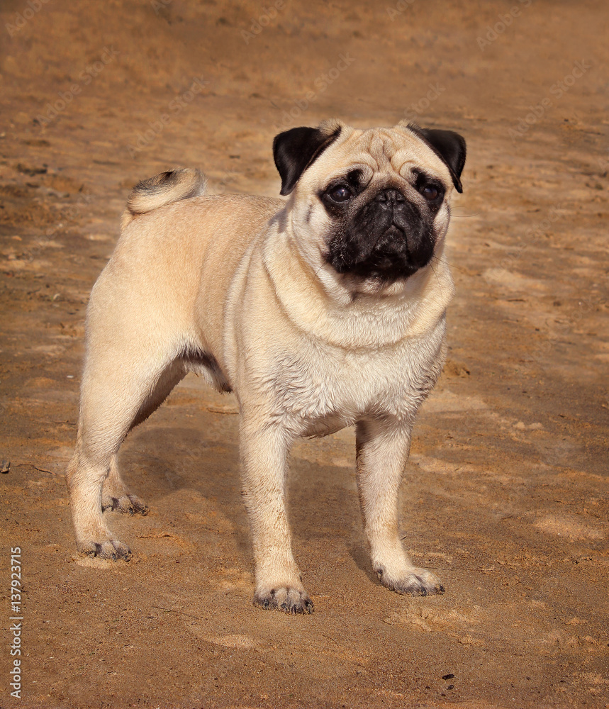 Pug dog is a young thoroughbred stands on sand and looks into the distance