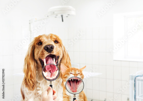 vet looks dog and kitten teeth, a magnifying glass