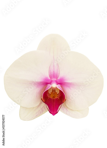 Beautiful phalaenopsis isolated on white background