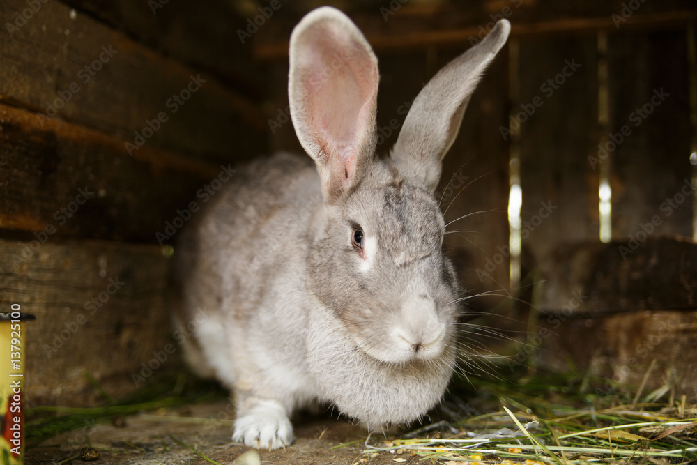 Fototapeta premium The rabbit looks in the chamber.